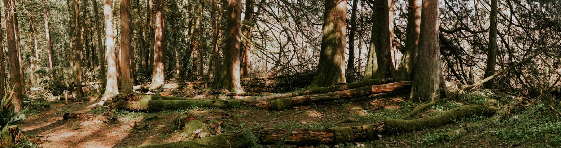 Spirit Trail