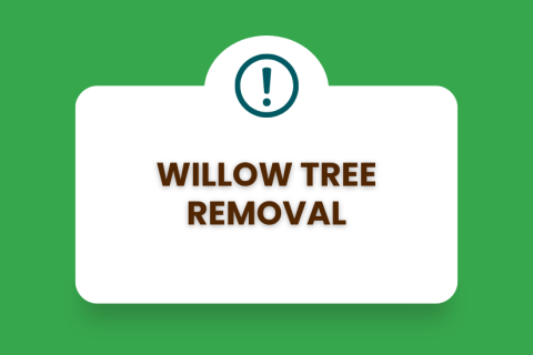 Willow Tree Removal